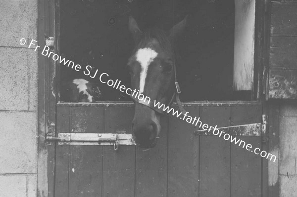 PARKINSONS STUD HORSE LOOKING OUT OF STABLE